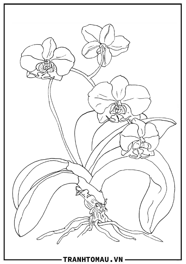 Khám phá ngay các bức tranh tô màu hoa Lan xinh xắn dành tặng các bé gái