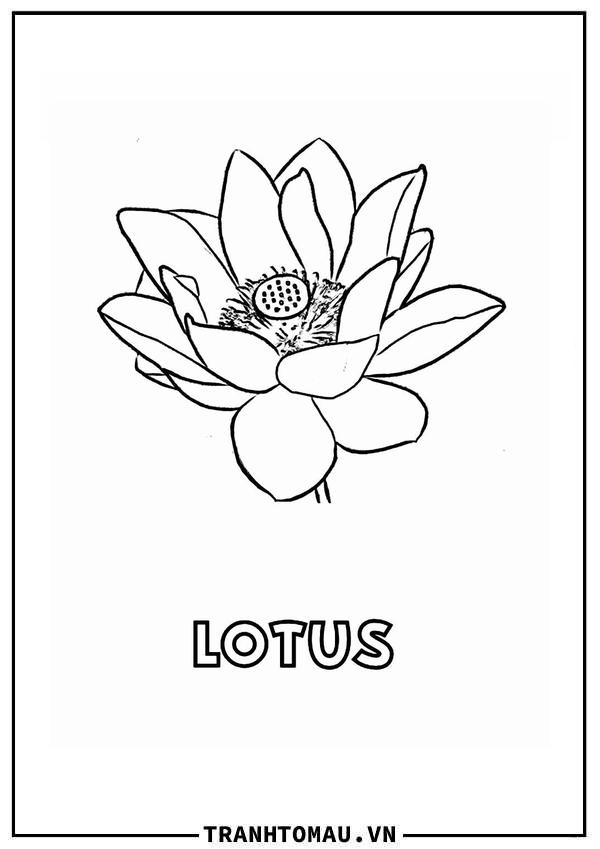 Tranh Tô Màu Hoa Sen