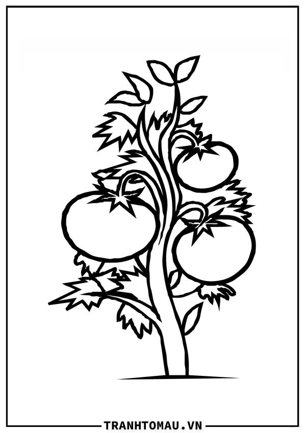 Tranh Tô Màu Quả Cà Chua