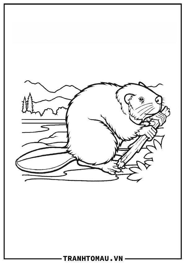 Bộ Tranh Tô Màu Hải Ly sống động nhất cho bé tập tô