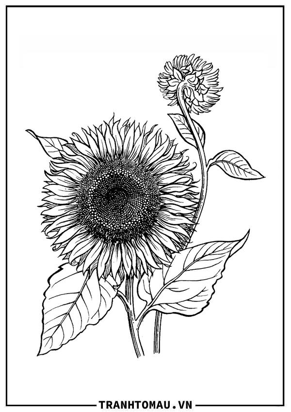 Tranh Tô Màu Hoa Hướng Dương