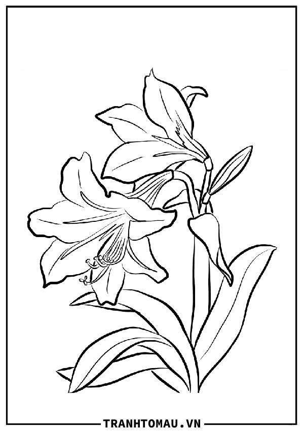 Tranh Tô Màu Hoa Lan