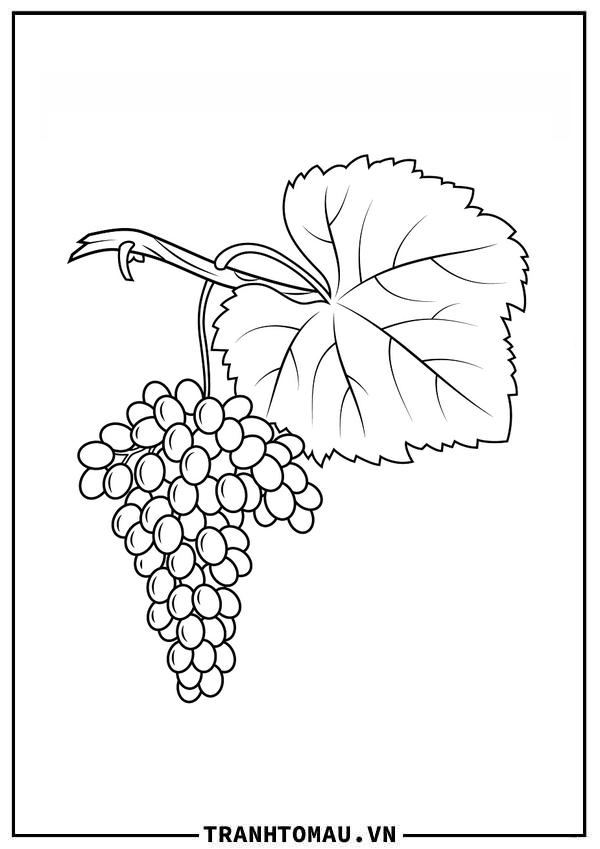 Tranh Tô Màu Quả Nho