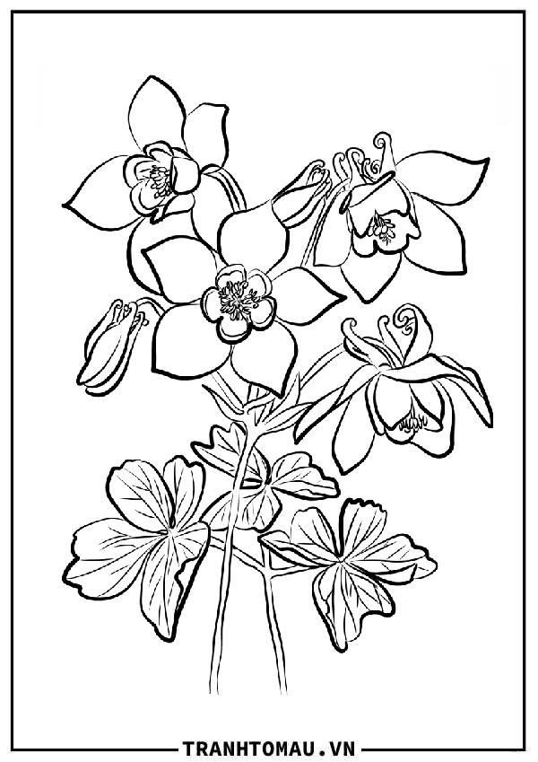 Tranh Tô Màu Các Loại Hoa