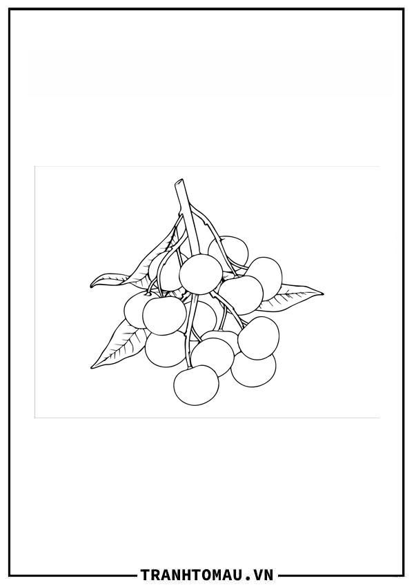 Tổng hợp những bức Tranh Tô Màu Quả Nhãn siêu đẹp dành cho bé yêu