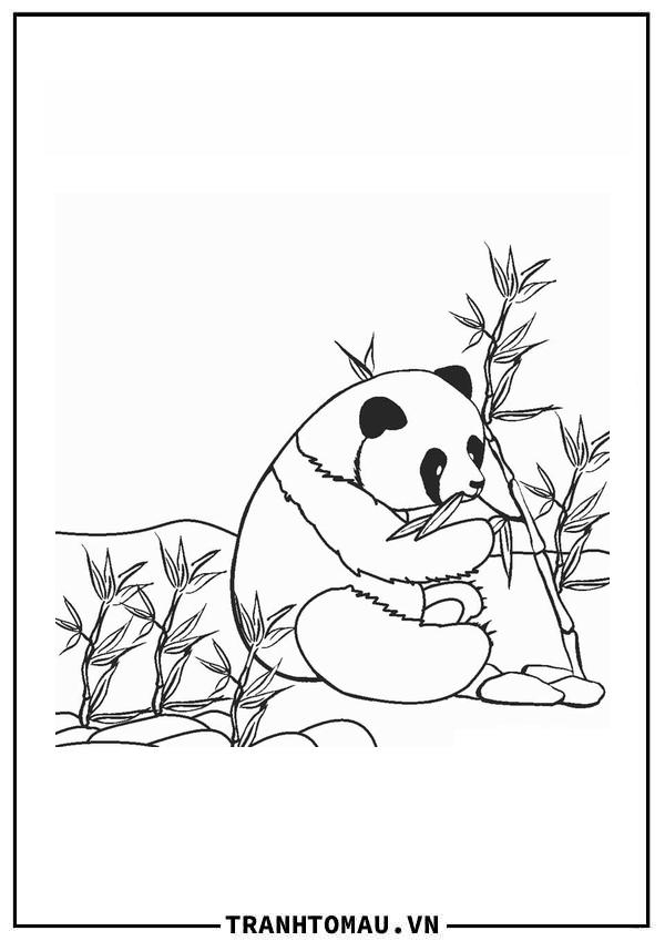 Top những mẫu Tranh Tô Màu Con Gấu Trúc - loài vật bé nào cũng yêu thích