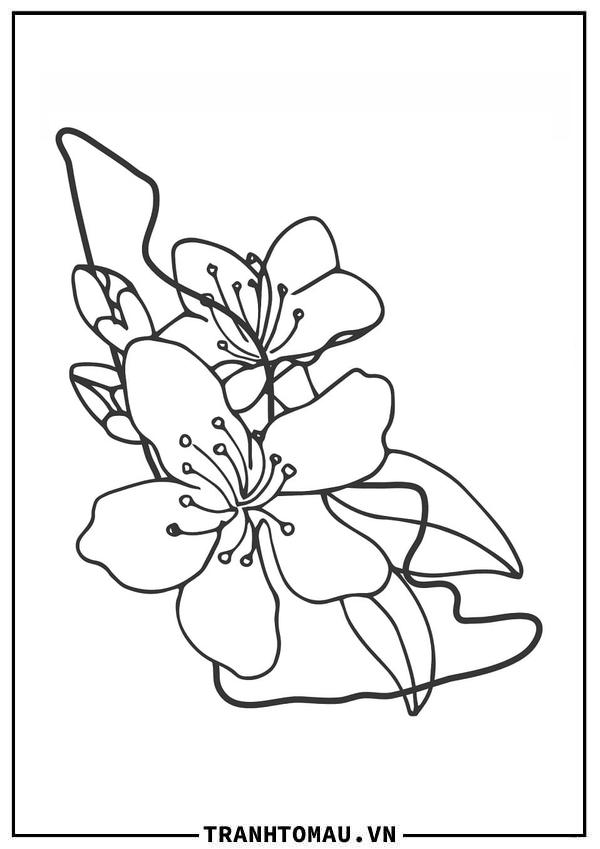 Tranh Tô Màu Hoa Mai